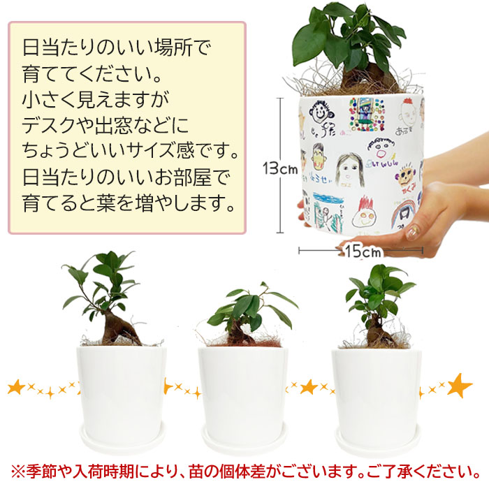 お絵かきフラワー　ガジュマル（大）